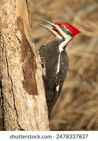 畅享无阻，真不卡影院在线观看精彩影片推荐