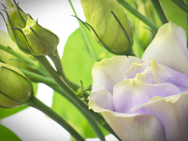 畅享无限视听盛宴：olevod欧乐影院app全面解析