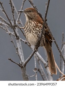 红梅花开电视剧28集：揭示传统与现代交融的动人故事